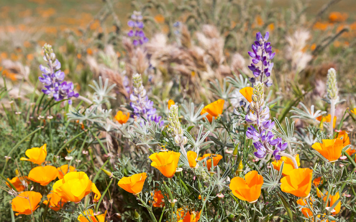 drought tolerant planting istock 505562579 72dpi