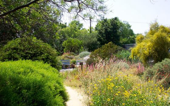 prisk native plant garden