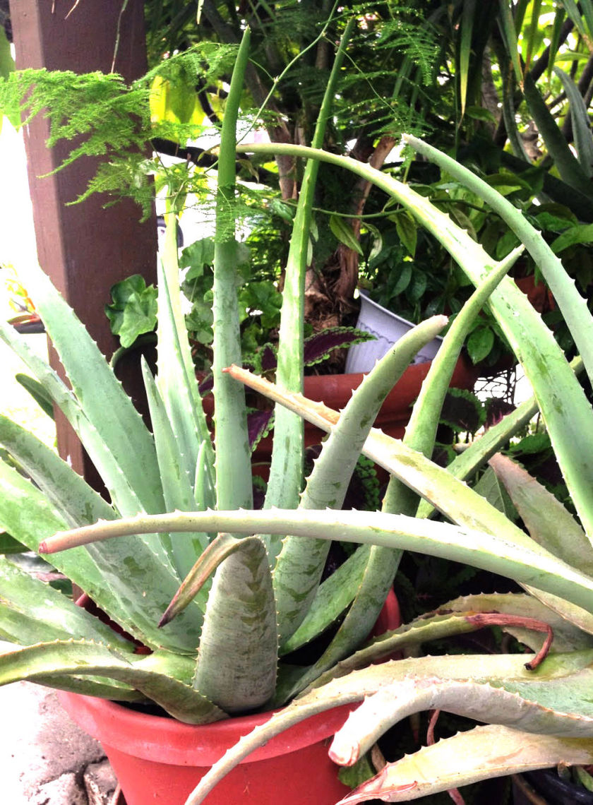 aloe plants taller than a toddler vv manip