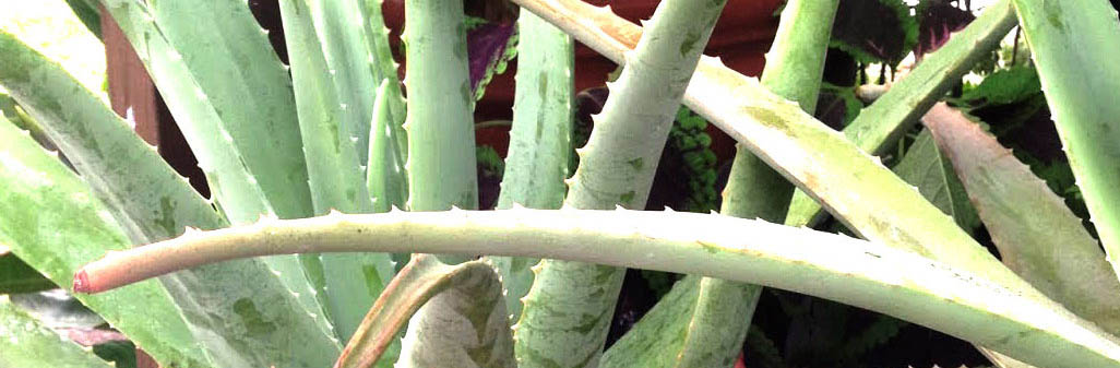 aloe plants strip