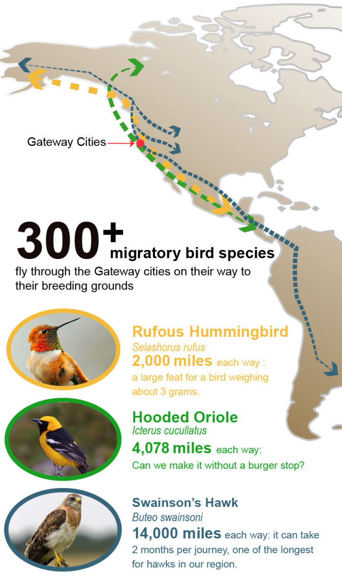 travel kilometres across wood to see bird