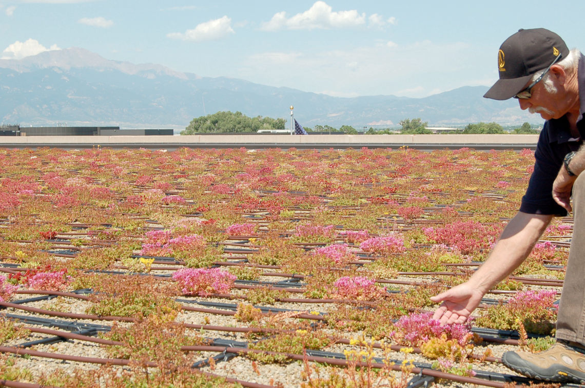 greenroof airforce