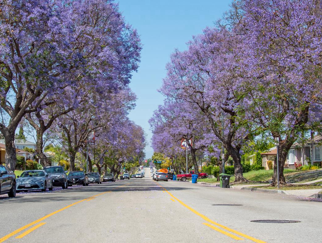 jacarandas labureaustreetservices