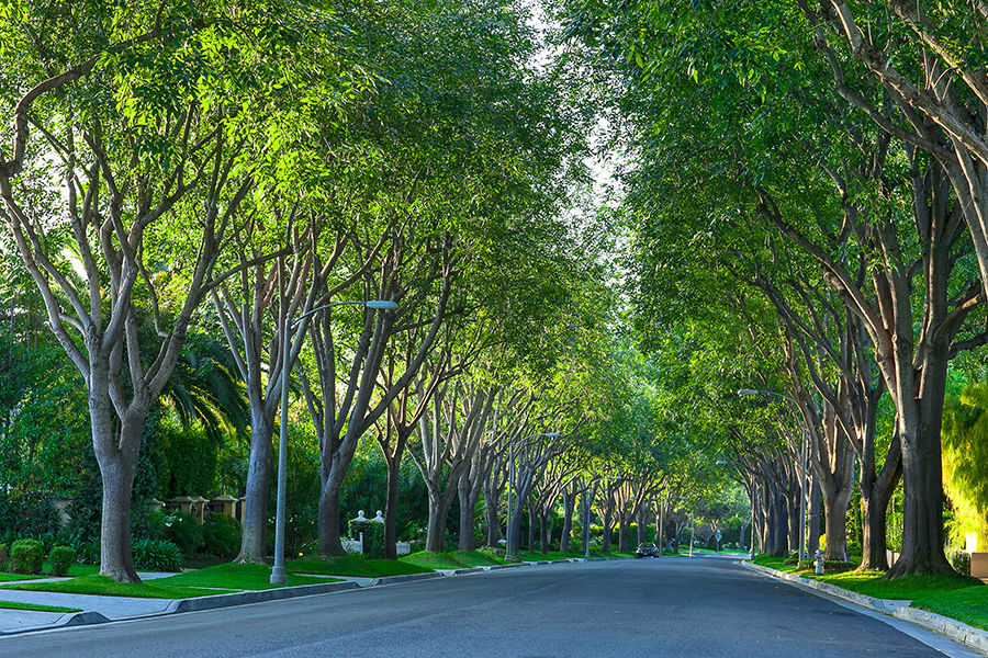 streettrees shutterstock 186870674 xs 1