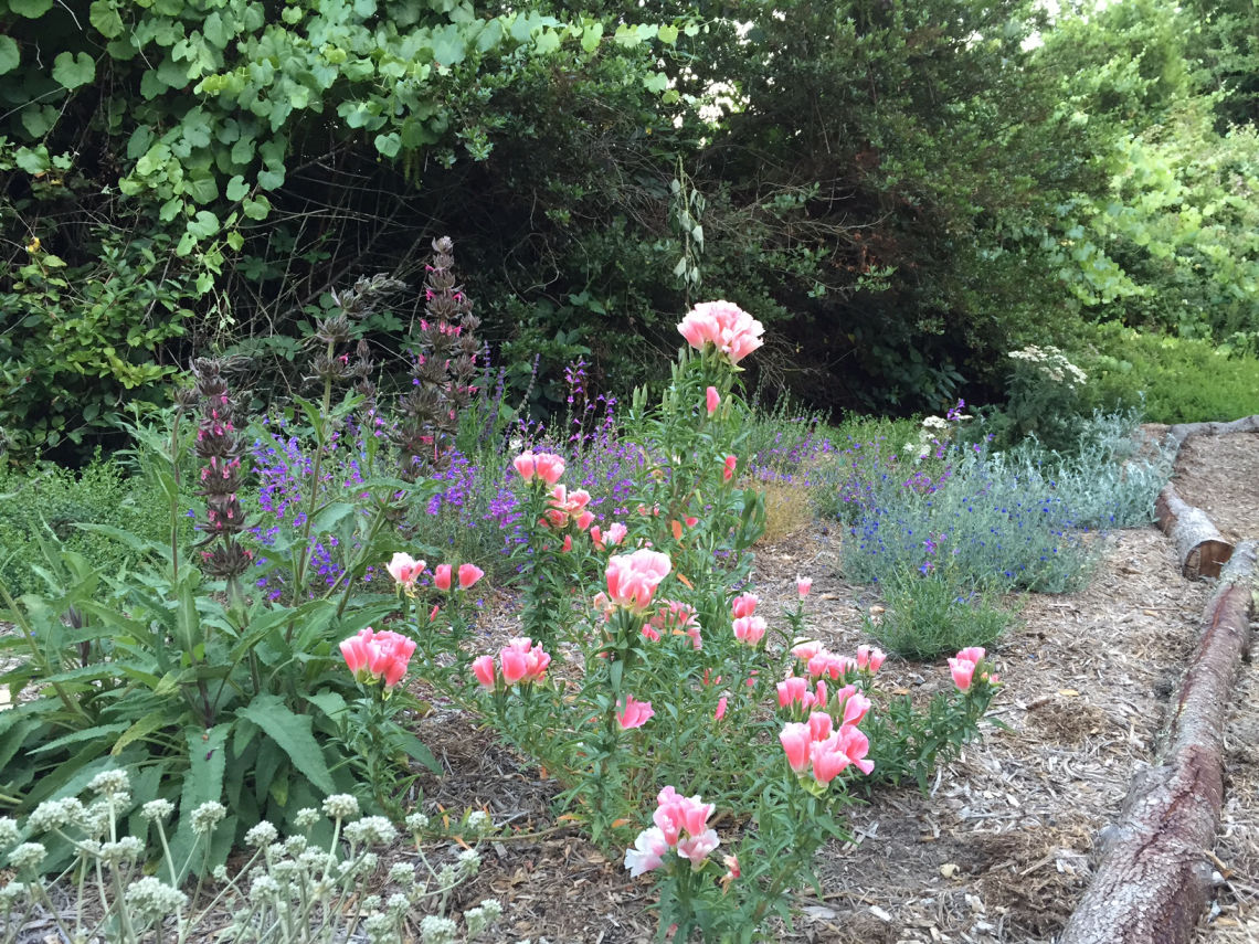 nativeplants cnps 05